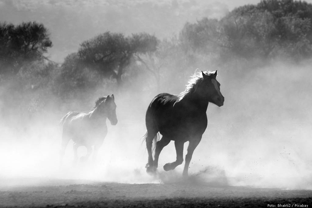 horse 430441 1280