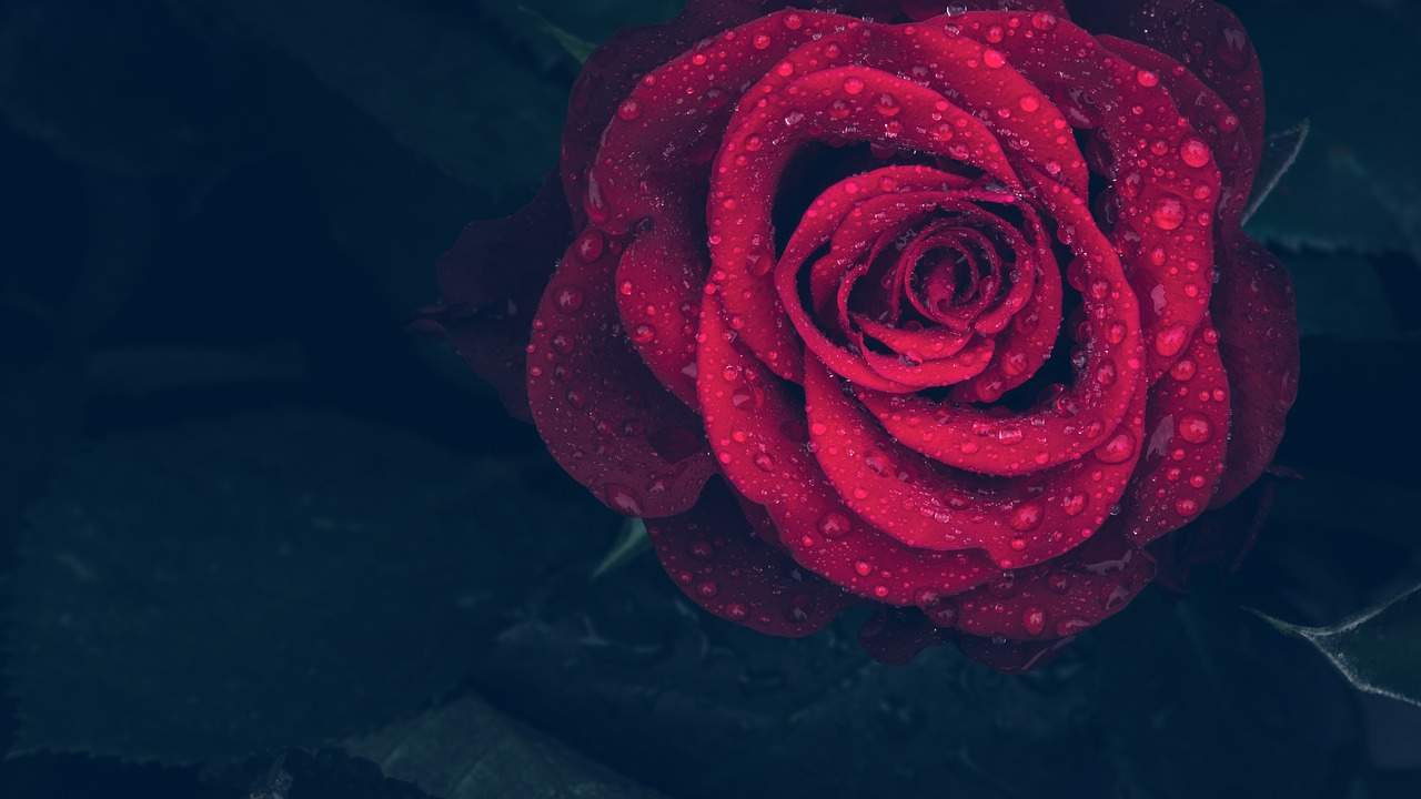 rose pixabay 3407234 1280