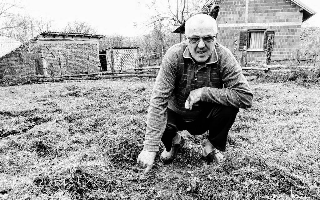 Živko Prodanović pokazuje tragove domaćih svinja zivko prodanovic