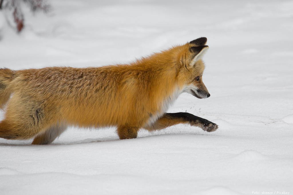 red fox 1119118 1280