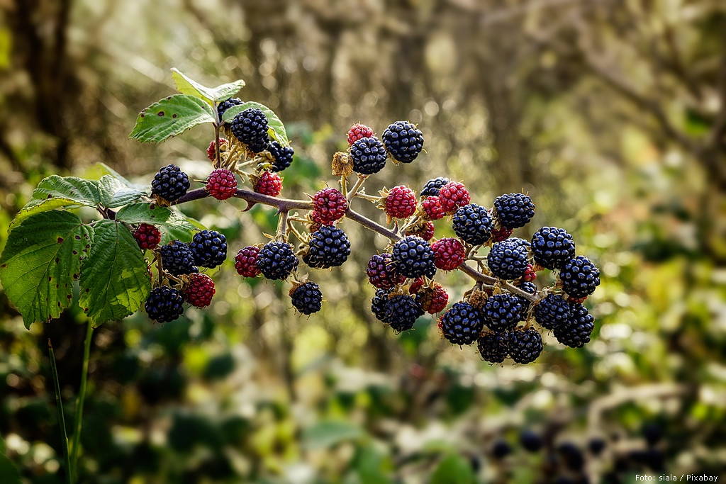 bramble 1687348 1280