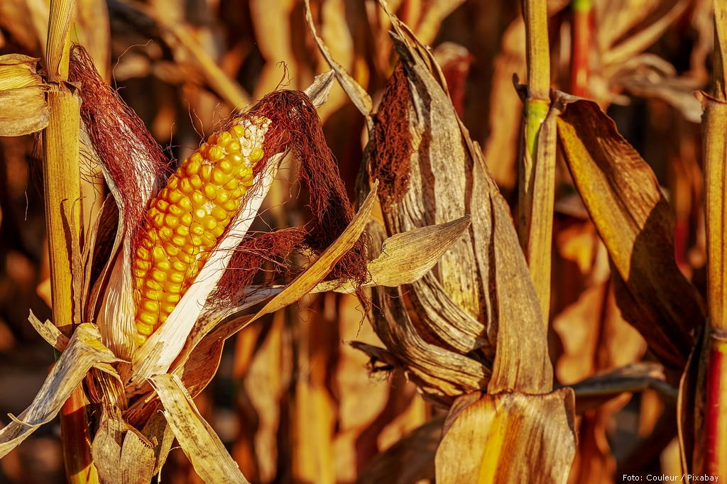 corn on the cob 3664569 1280