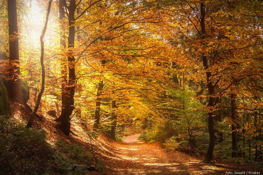forest 2942492 1280