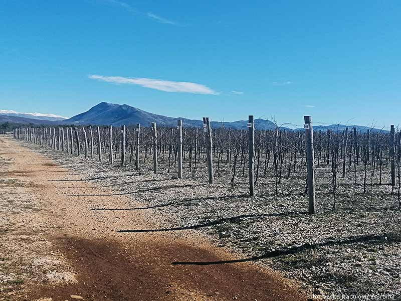 vinogradi