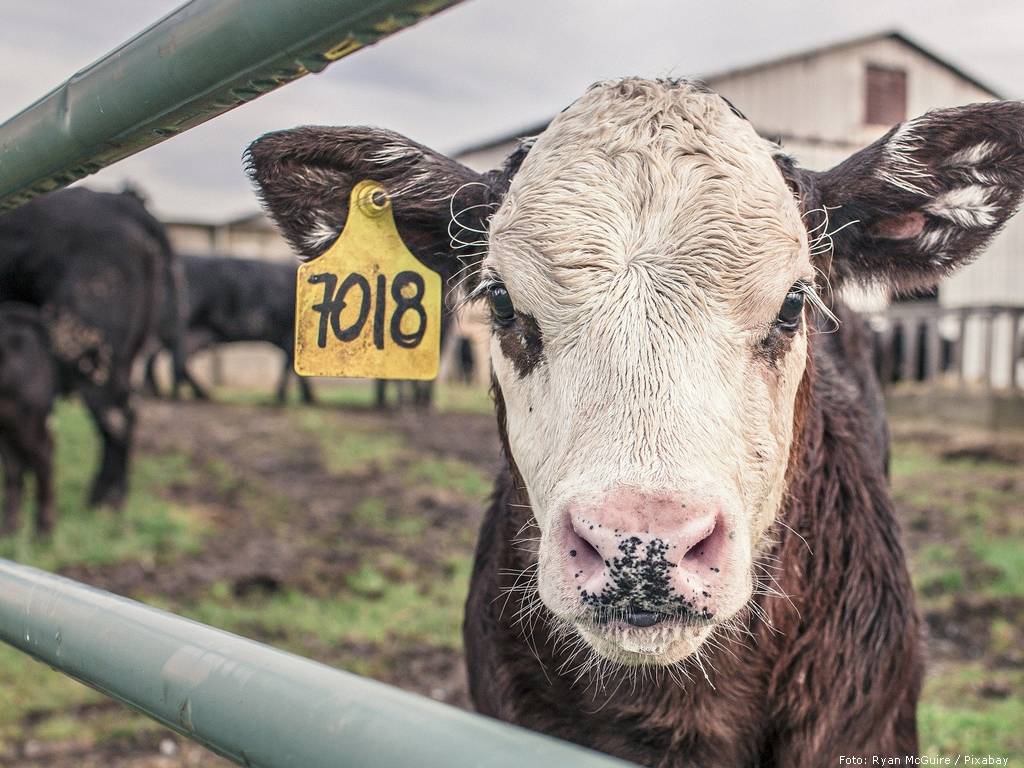 calf 362170 1920