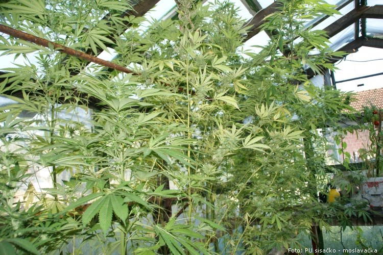 marihuana