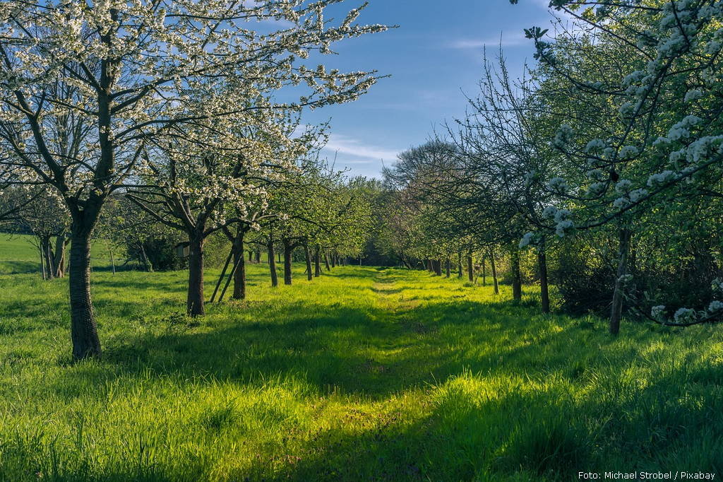 Foto: Ilustracija / Michael Strobel / Pixabay spring 4158957 1280
