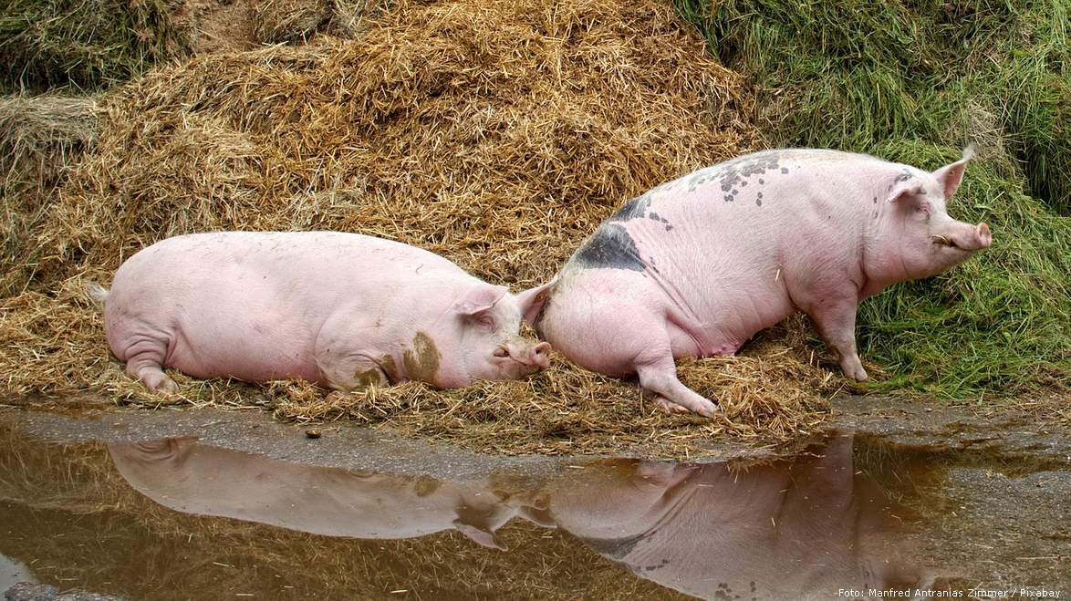 Ilustracija | Foto: Manfred Antranias Zimmer / Pixabay pig 1516956 1280
