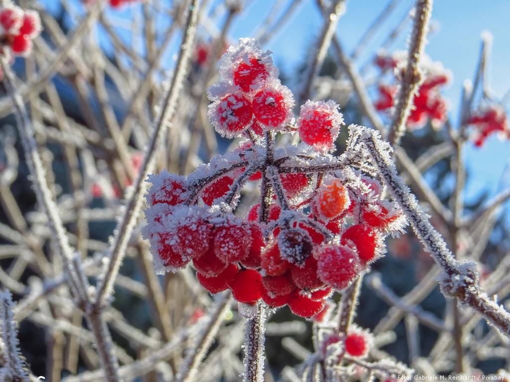 Ilustracija first frost 3149586 1280