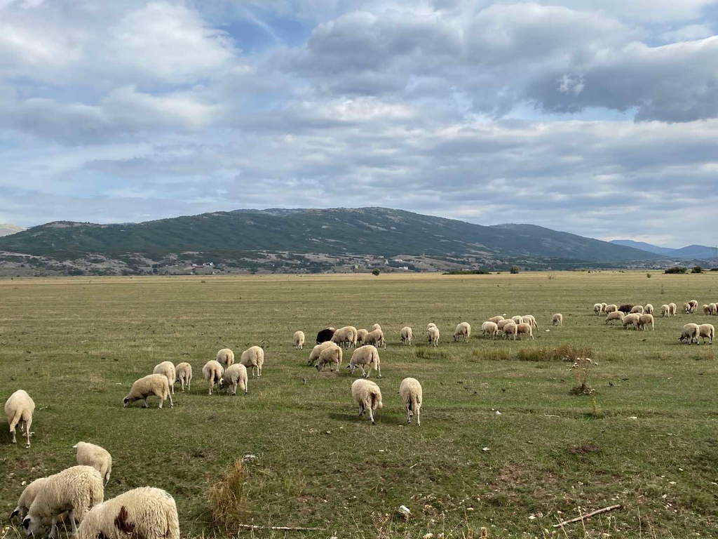 Istočna Hercegovina polje
