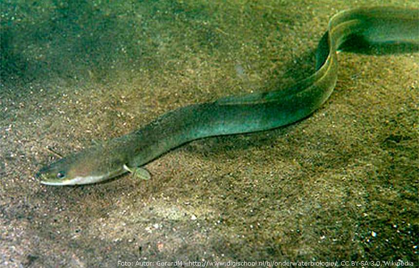 Autor: GerardM - http://www.digischool.nl/bi/onderwaterbiologie/, CC BY-SA 3.0, [url=https://commons.wikimedia.org/w/index.php?curid=284678]Wikipedia[/url]
