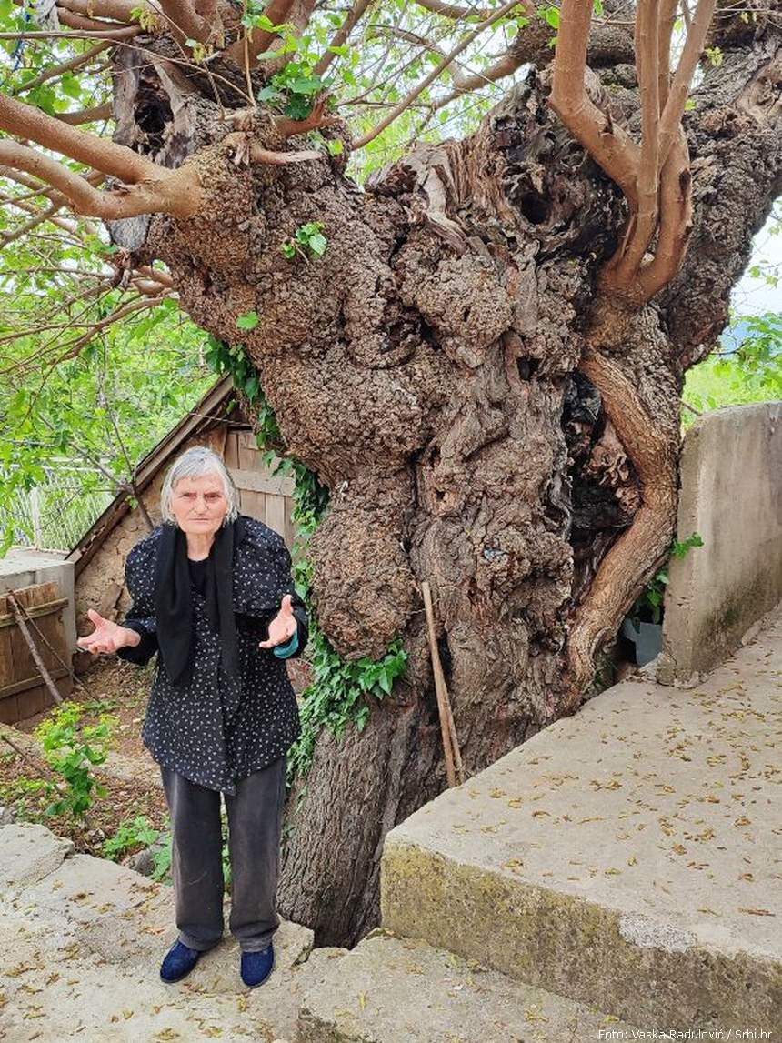 Ljubica Veselinović pod murvom Kudin Most