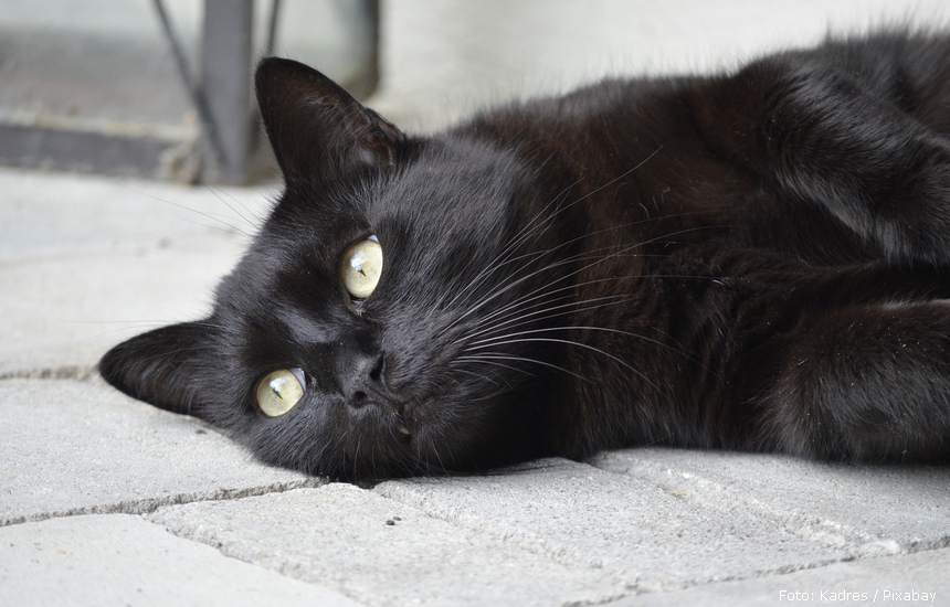 animal portrait gd7336c4fc 1920