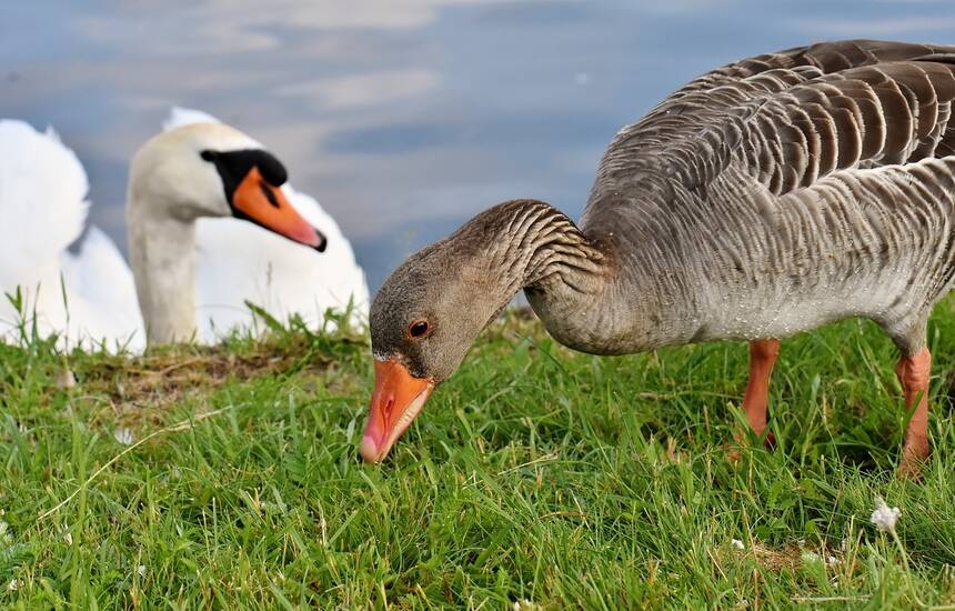 goose 3480780 1280Alexa from Pixabay