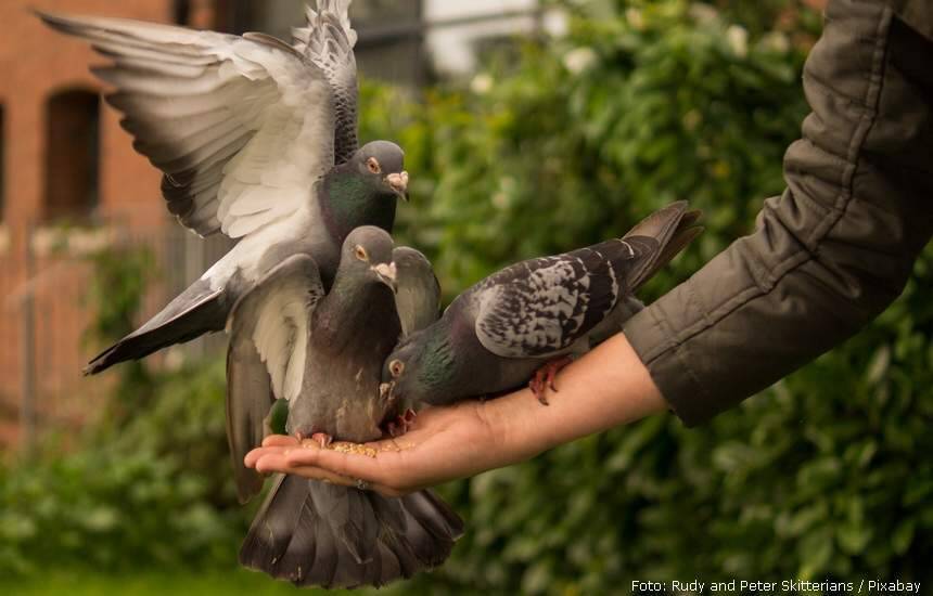 pigeon 943273 1280