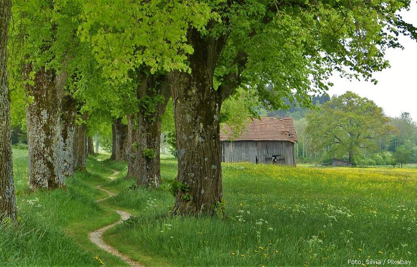 the summer linden 3383353 1280