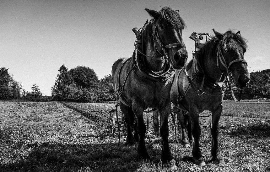 Ilustracija | Foto: Jonathan Jensen / Unsplash