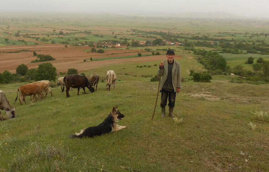Petar Stojsavljević 2017. na svakodnevnom zadatku – ispaši goveda. Prizor raštrkanih kuća Miloševa, stado krava sa psom čuvarom zelenilom prošarane Buševe planine, neodoljivo podseća na Svilaju i Otišić odakle su se njegovi roditelji naselili u Prilepsko polje.