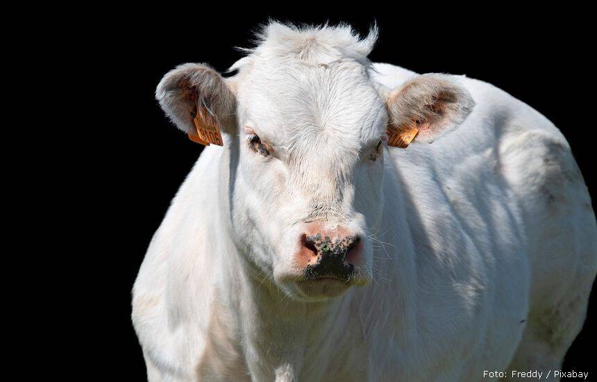 cow 6204412 1280