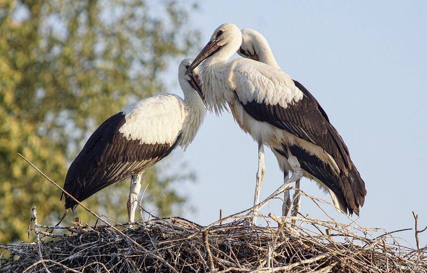 storks 3560073 1280