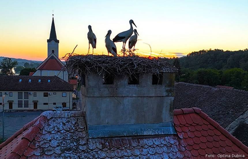 dubica