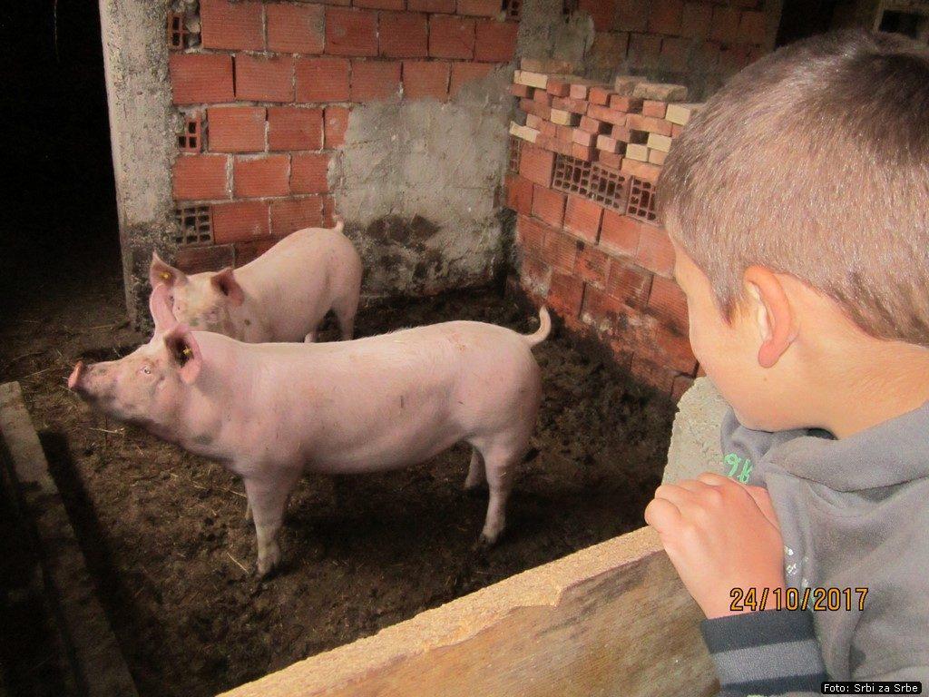Radomirovici_6.jpg