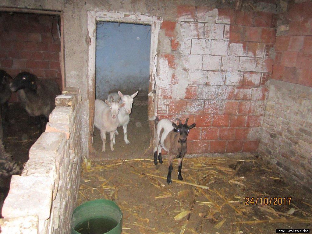 Radomirovici_9.jpg