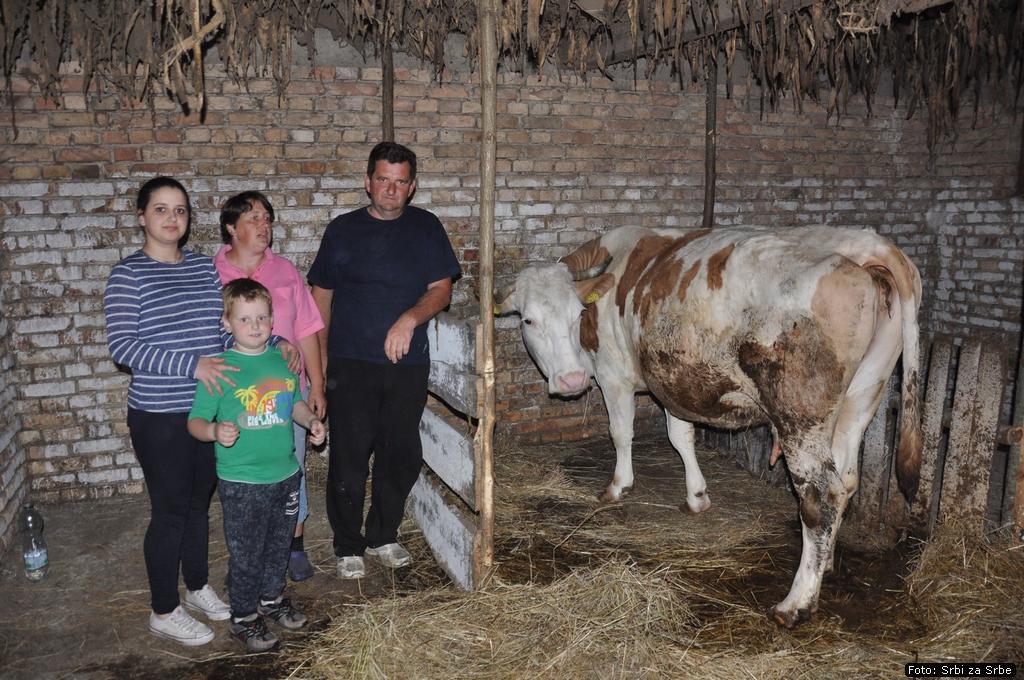 Krava za porodicu Mazulović